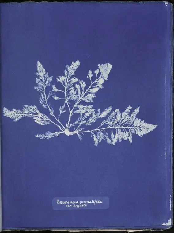 Anna Atkins cianotipia cianotipo