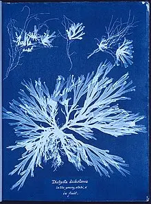 Anna Atkins algae cyanotype cianotipia