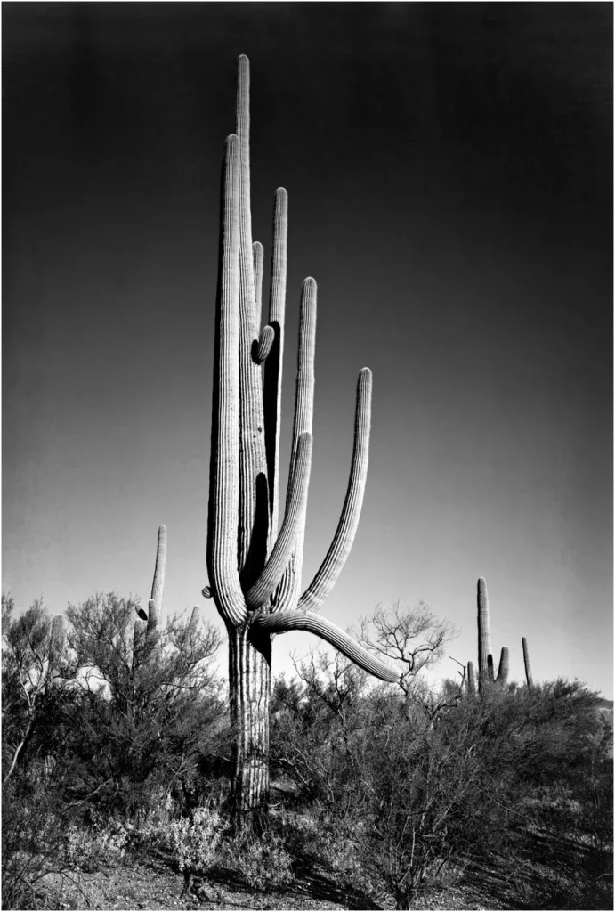 ansel adams desert